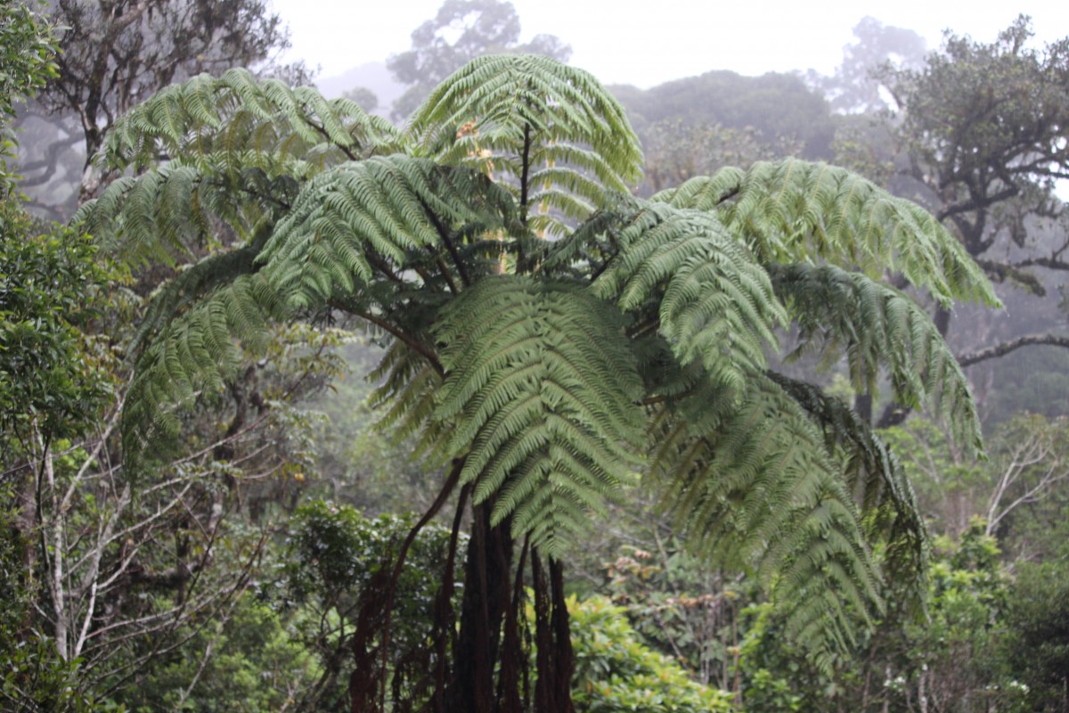 5 Ferns